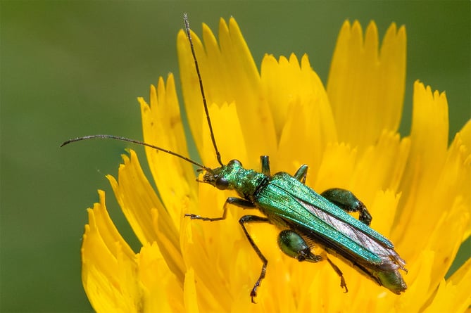 Swollen-thighed Beetle - Oedemera nobilis m 03-06-23