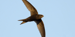 Talk on House Martins, Swallows & Swifts