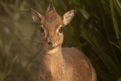 Dartmoor Zoo welcomes mini marvels