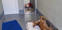 Rescue dogs 'sizzling' in the heat need your help 