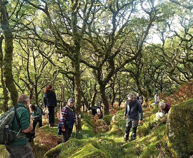 Boost for Dartmoor’s woodlands