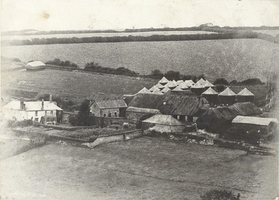 Malston Farm 1904.  Round and rectangular corn ricks, thatched, small in size for 1 days thresh when waggoned into threshing barn. Note some of the barns are thatched.