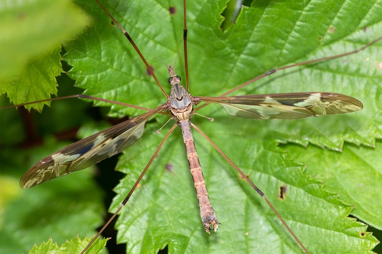 Giant Long-palp Cranefly - Tipula maxima - Geoff Foale