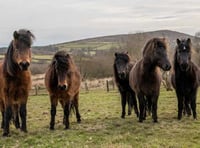 Action needed to save Dartmoor ponies