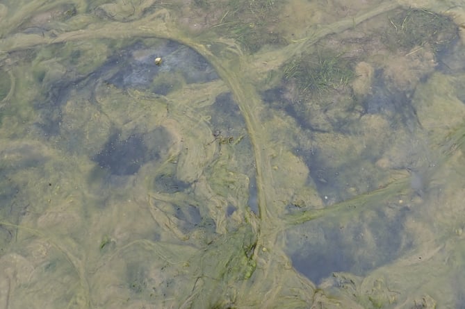 as above closer in showing anoxic conditions beneath the green seaweed blanket