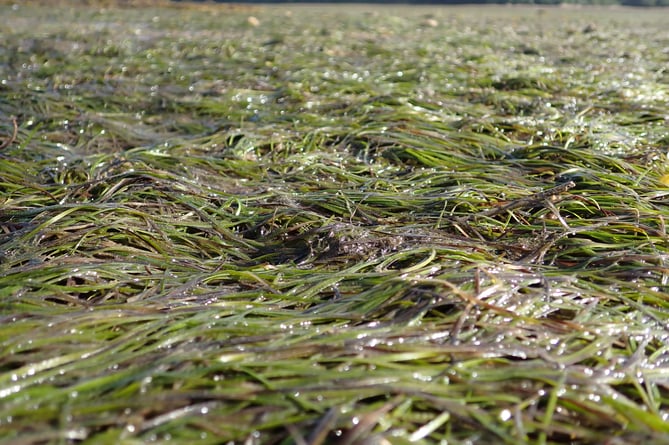  lush and healthy meadow of dwarf seagrass out from Rowden Point, Kingsbridge Estuary in August 2021