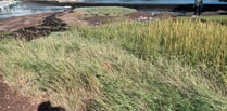 Restoration to be carried out on Stoke Gabriel salt marsh