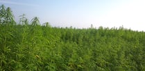 Hemp to be made easier for farmers to grow 