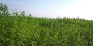 Hemp to be made easier for farmers to grow 