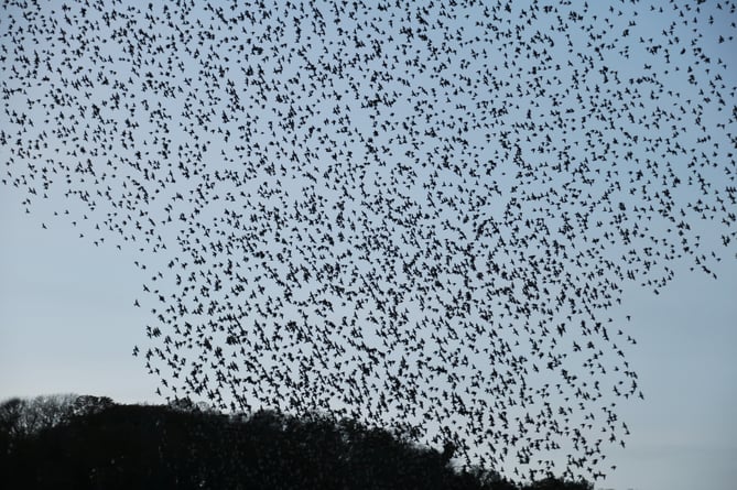 Nature Diary 20.11.24 Starling Murmurations  by Alice Henderson