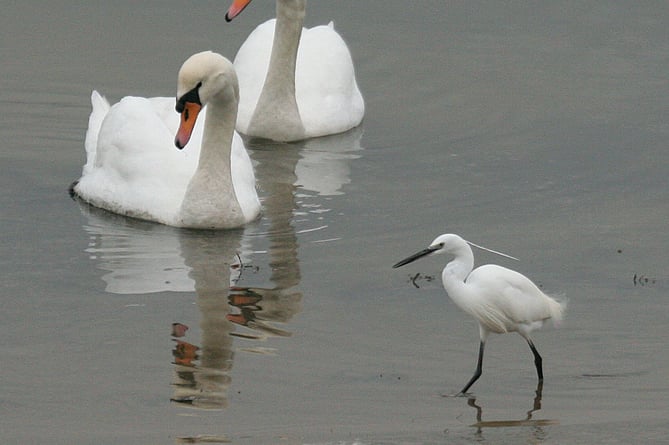 Swans and Little Egret, bird hide West Charleton Marsh.