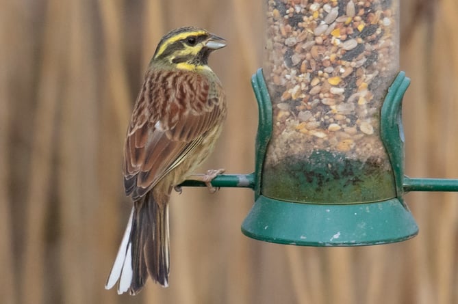 Cirl Bunting 05-02-20 - Geoff Foale