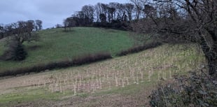 Rooting for the future at Bowden Pillars