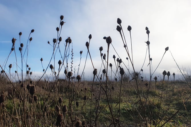 Seed pods - Alice Henderson 