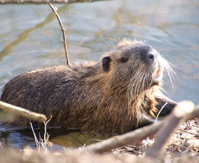 Caroline Snow | Beavers in legal limbo