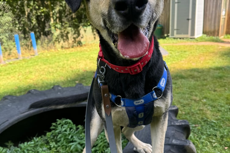 Bandit - Little Valley Animal Shelter 